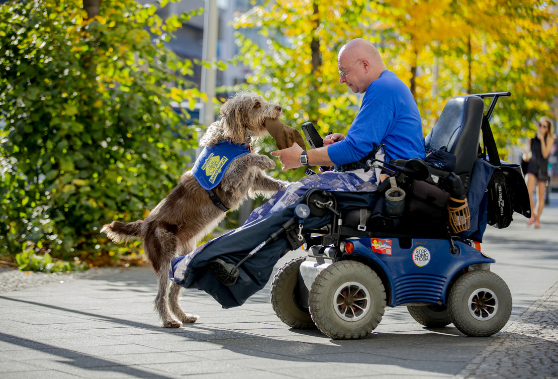 Mann im Rollsuthl lässt sich von seinem Hund seine Mütze bringen. 